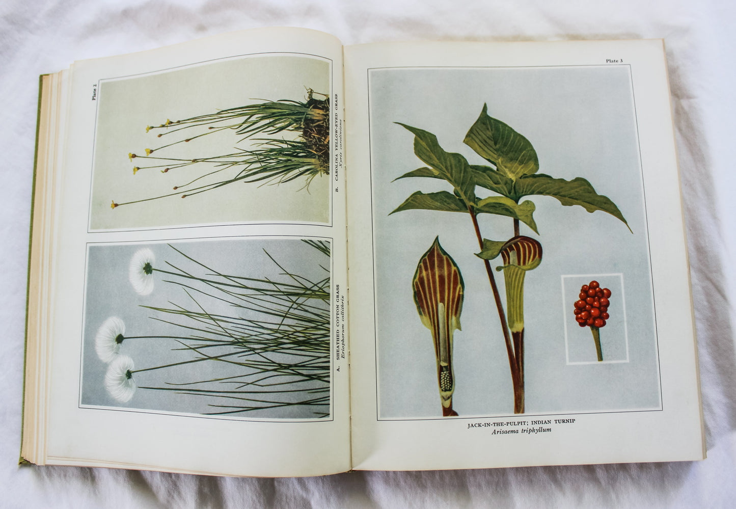 Wild Flowers: Coffee Table Book/ Art to be Framed