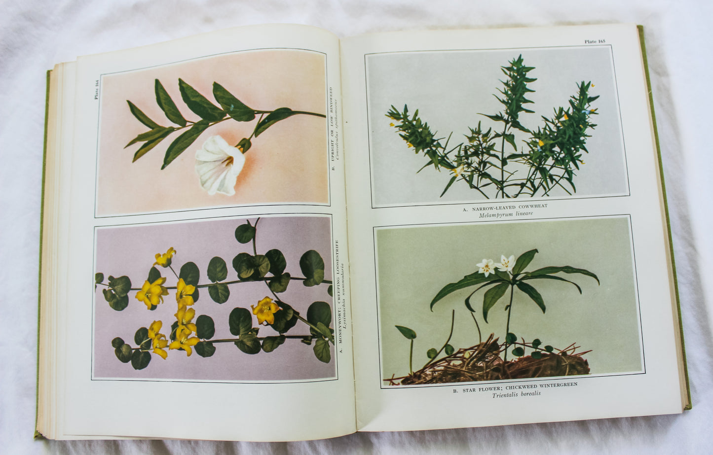 Wild Flowers: Coffee Table Book/ Art to be Framed
