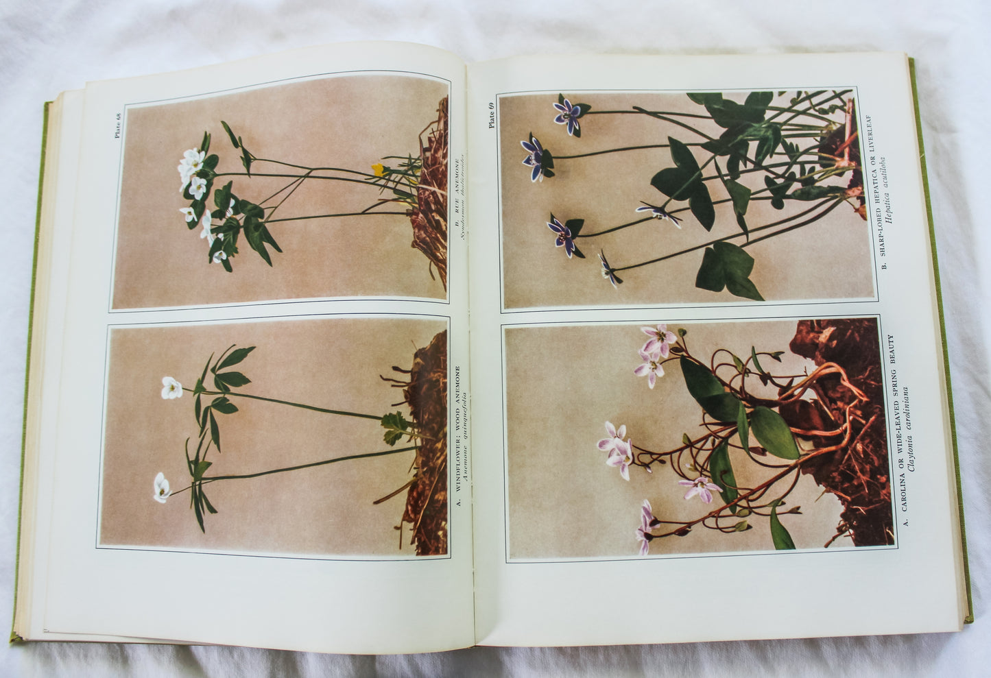 Wild Flowers: Coffee Table Book/ Art to be Framed