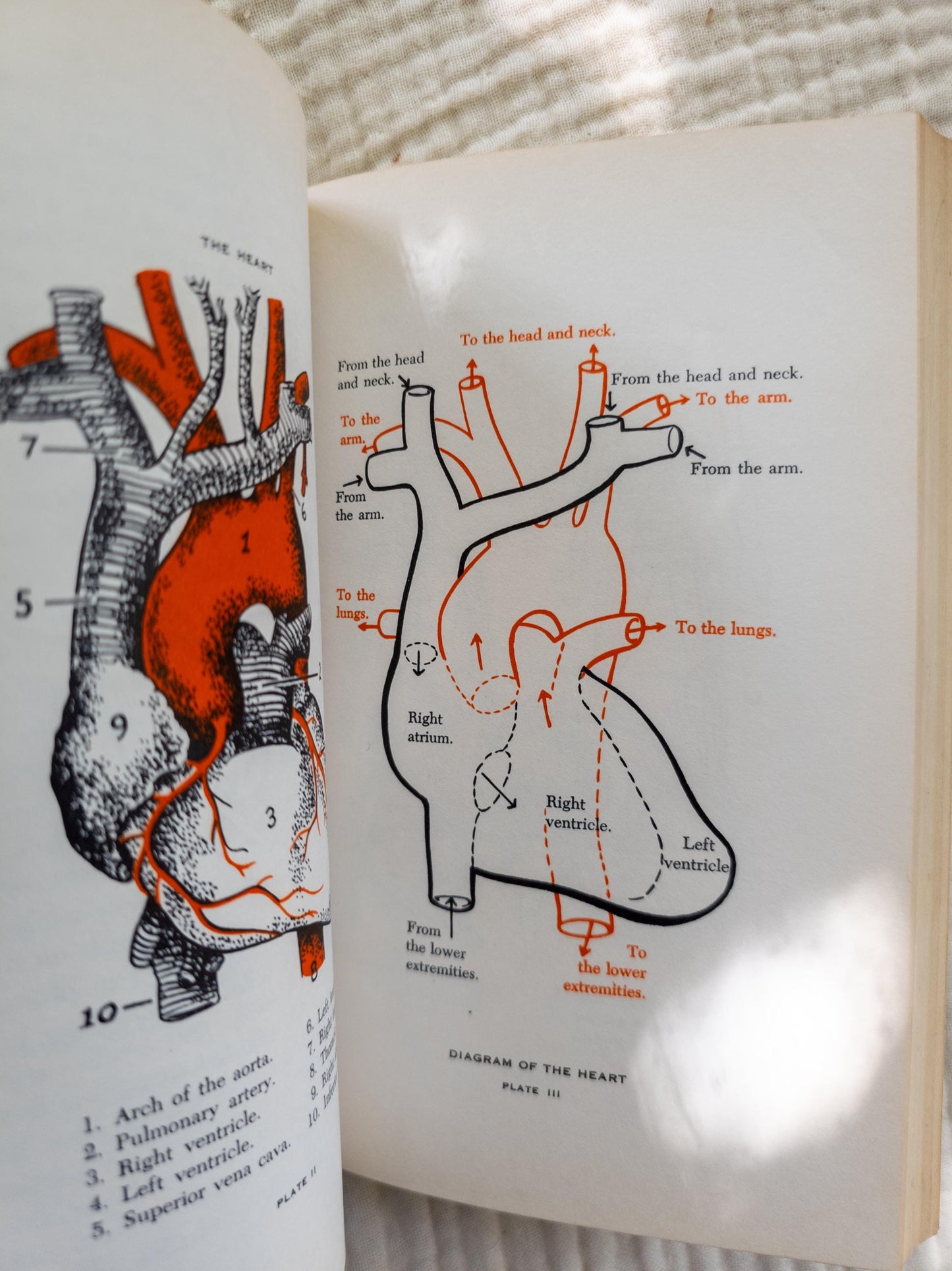 The Human Body 1955 | Vintage science book with medical illustrations