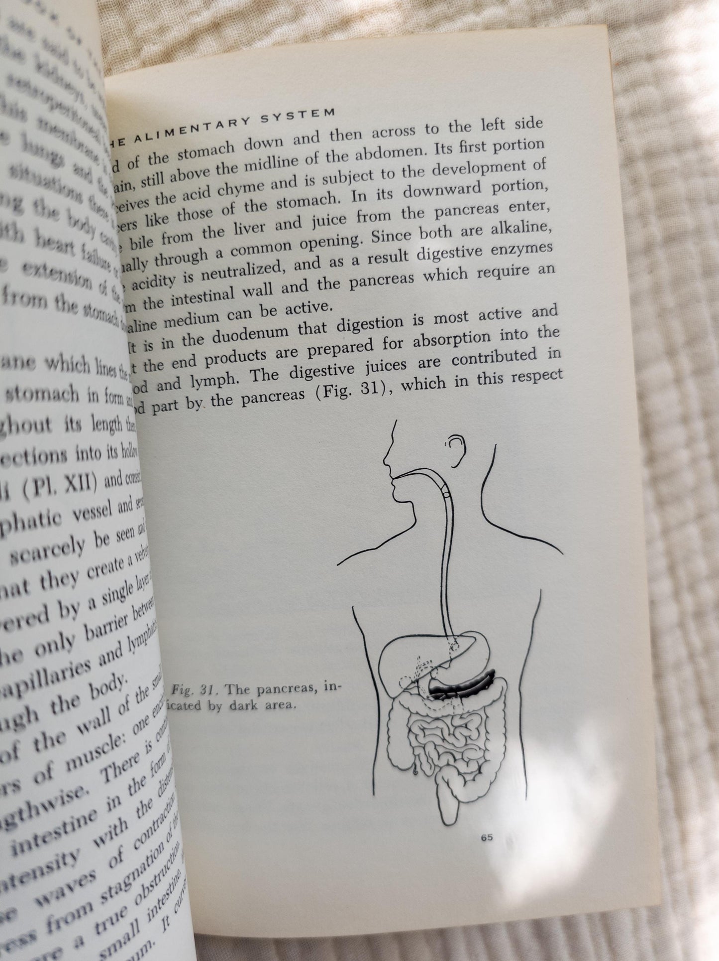 The Human Body 1955 | Vintage science book with medical illustrations