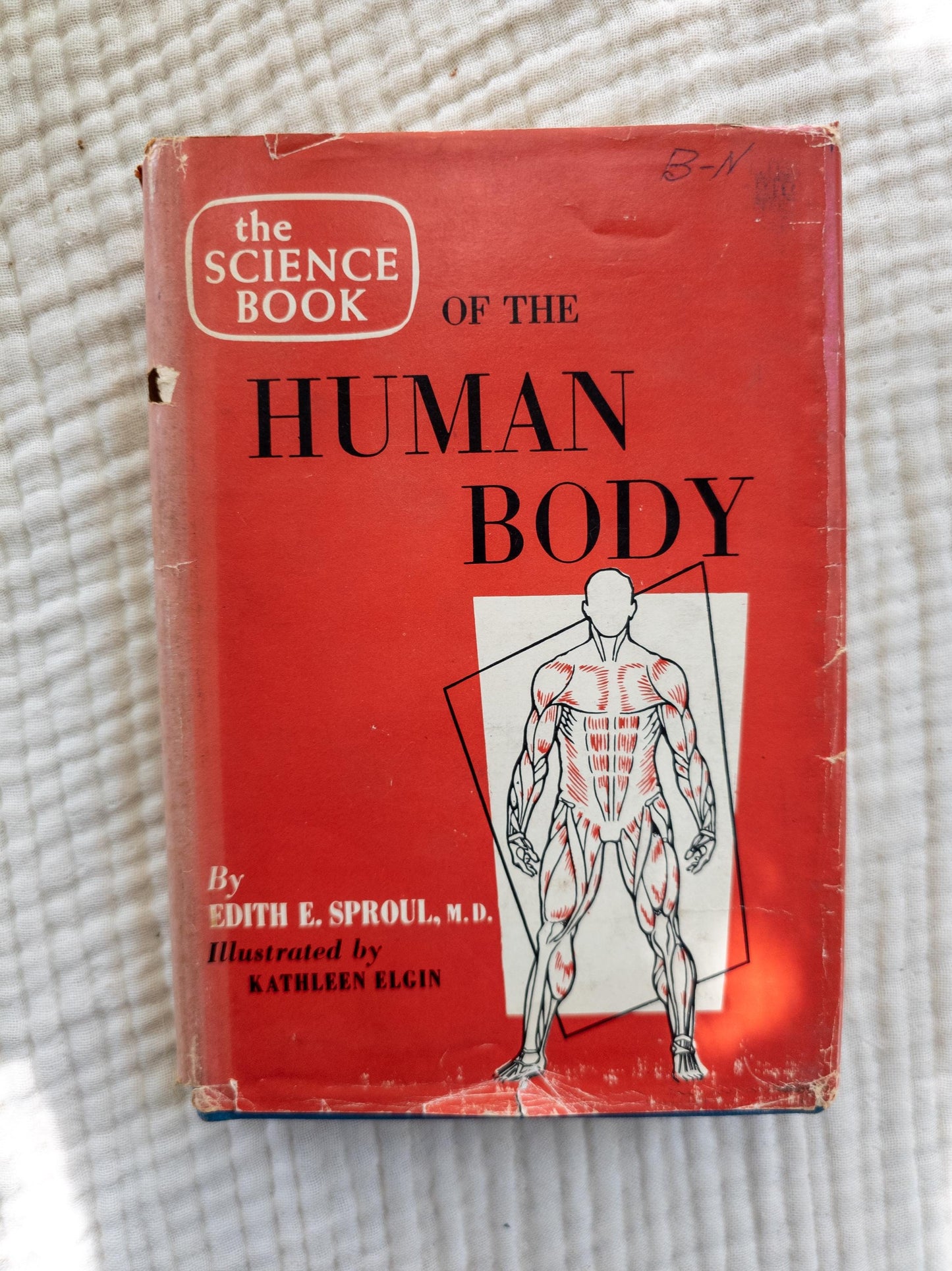 The Human Body 1955 | Vintage science book with medical illustrations