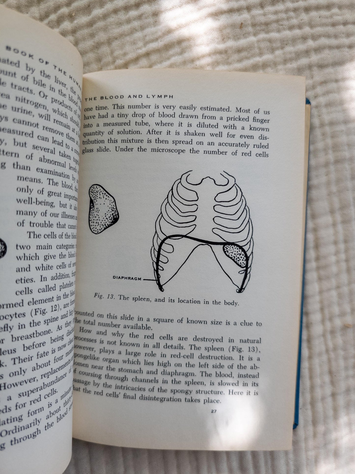The Human Body 1955 | Vintage science book with medical illustrations