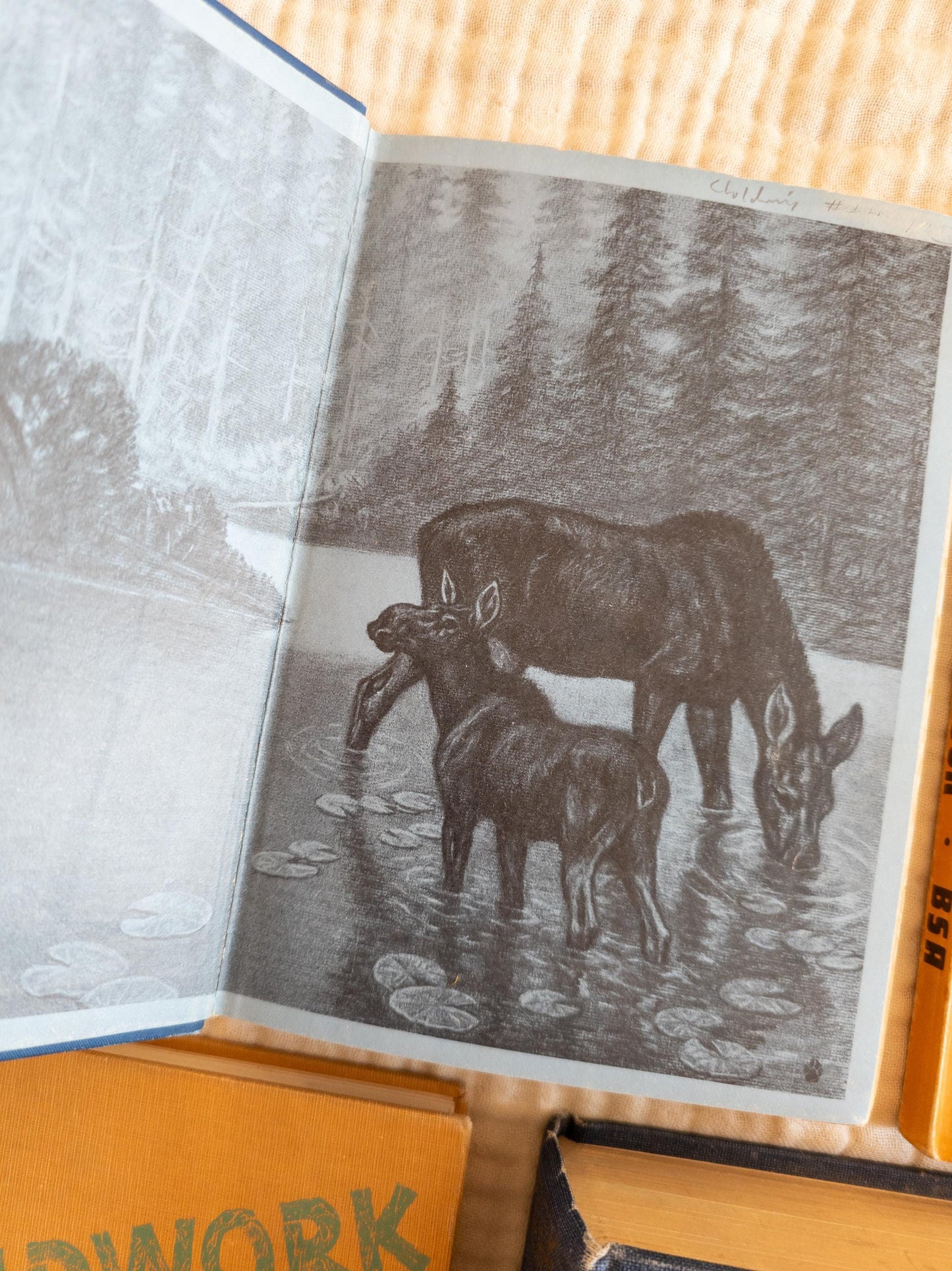 Vintage Blue Children's Book Bundle - outdoors, scout themed